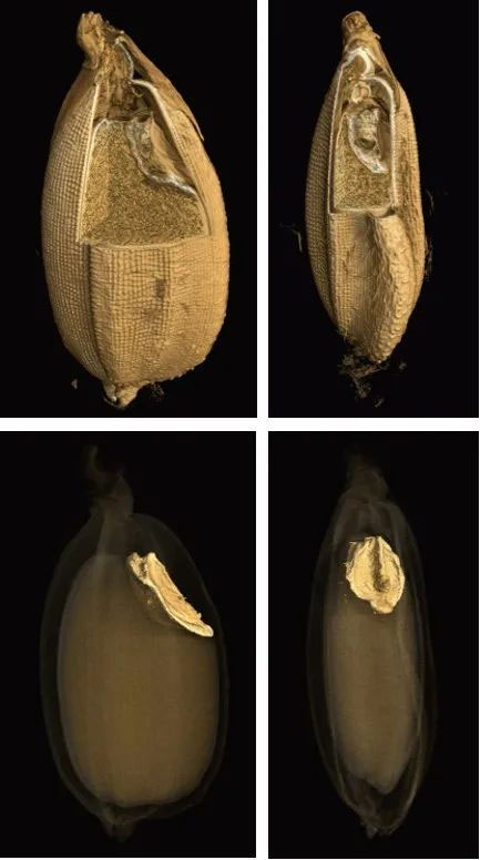 1597717708321750.jpg 0818-5.jpg