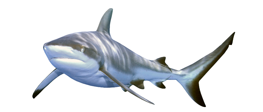 1606785559192245.png 1.png