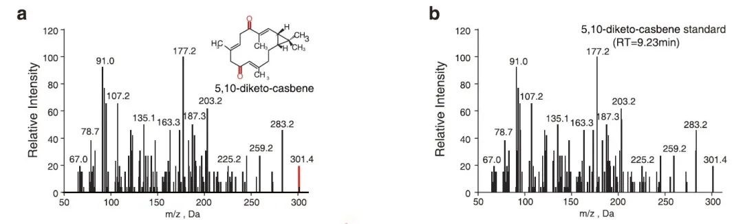 1607513049392055.jpg 3.jpg