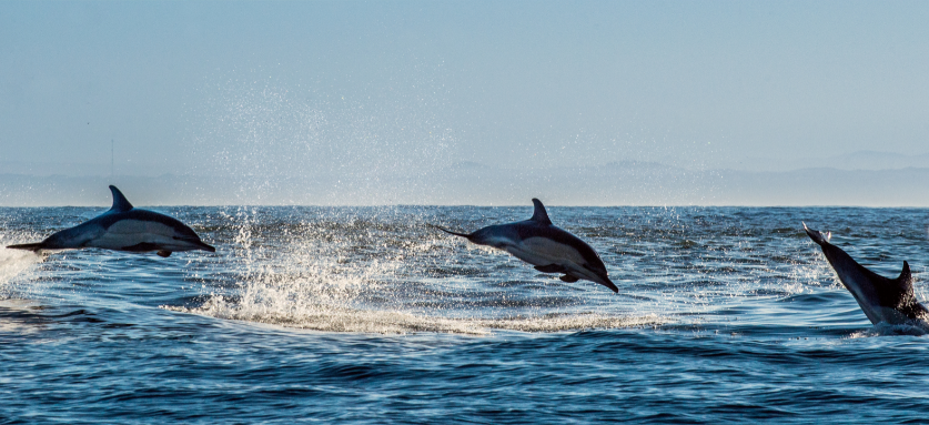 1629681717622724.png 1.png