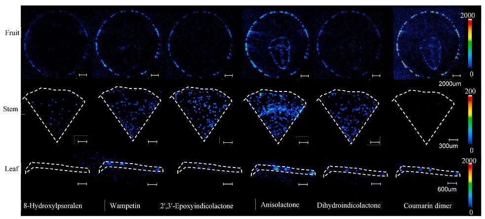 1637805765669624.jpg 4.jpg